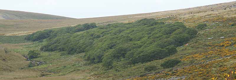 Wistman's wood as viewed from further down the valley