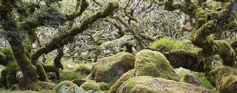 Within Wistman's Wood, Dartmoor