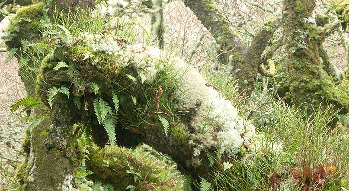 Moss, ferns and lichens accumulated on some of the branches within Wistmans wood