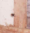 spider.jpg (19965 bytes)
