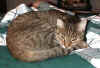 Simon sleeping on the bed
