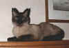Nicholas reclining on top of the bed bridge