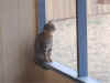 Birdwatching on the back porch