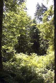 or into a forest.