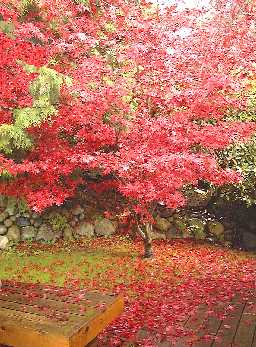 A blaze of autumn foliage.