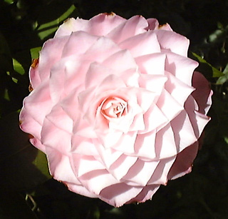 Camellia flower in the back garden