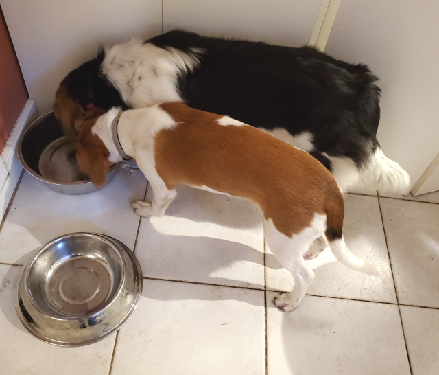 Thirsty work! Jake is nearly as big as his sister.