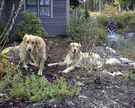 Max and Molly, with Bruce in background.