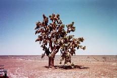 Joshua tree in the desert.