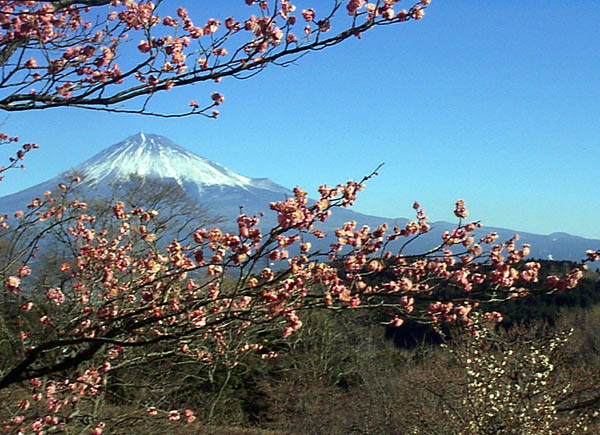 Mt Fuji with cherry bloosoms