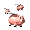 Yes, some pigs fly!