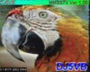 dj5vb-3.jpg