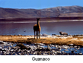 Guanaco.