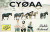 cy0aa.jpg (27586 bytes)