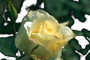 Das ist eine Rose:-)