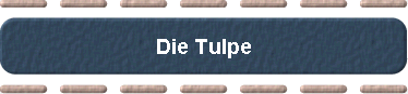  Die Tulpe 