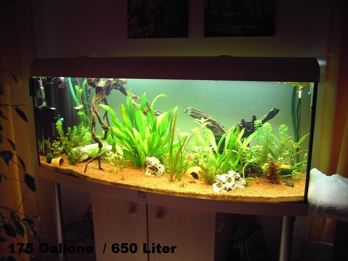 Fisch