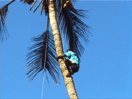 Palmtree-Antenna-Installation