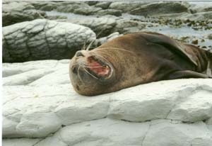 A "friendly" Seal nr Kaikura