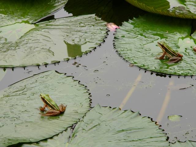 Original image
