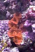 Discosoma spez.