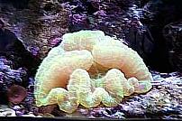 Trachophyllia geoffroyi