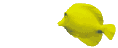 Fisch