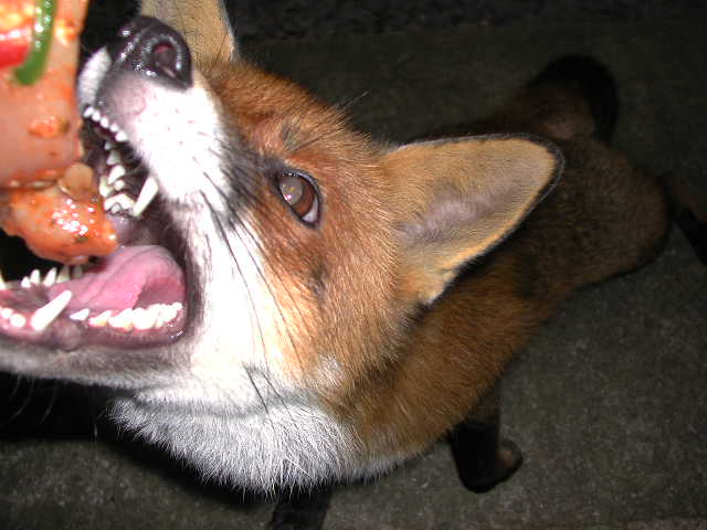 fox in my garden