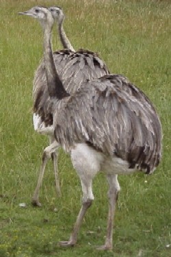 A pair of Rheas listening out for a contact from home in South America