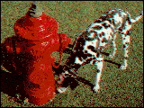 dalmatia.gif