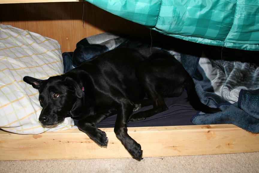 Amelias in N1PMB's Bunk