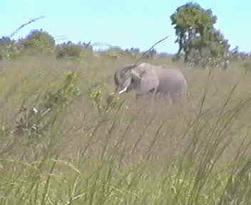 Elephant in Mikumi Nationalpark