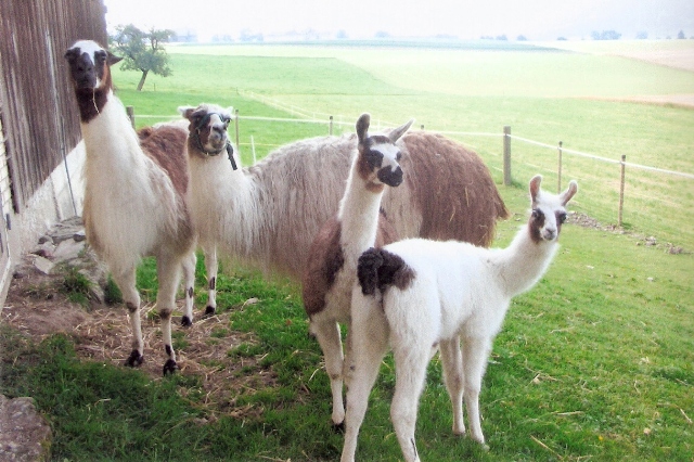 Our Lamas