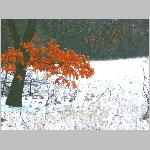 PICT0051.JPG