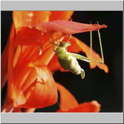 a_beetle.jpg