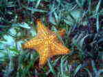 Starfish