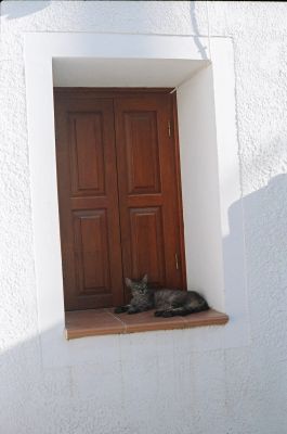 Non potevano mancare i gatti greci. Sono sempre proprio l come nei calendari. Addormentati ed assonnati su qualche muretto ... e chi  pu dar loro torto!