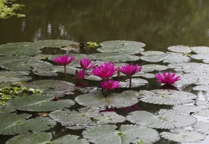 EOS5D,EF100mmMACRO-USM,1/160,F/5.6, ISO/400