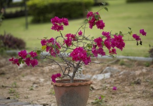 EOS5D,EF100mmMACRO-USM,1/5000,F/2.8, ISO/400