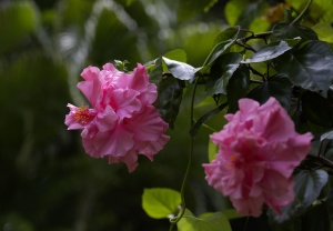 EOS5D,EF100mmMACRO-USM,1/160,F/8, ISO/400