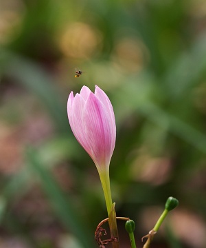 EOS10D,EF100mmMACRO-USM,1/100,F/2.8, ISO/100