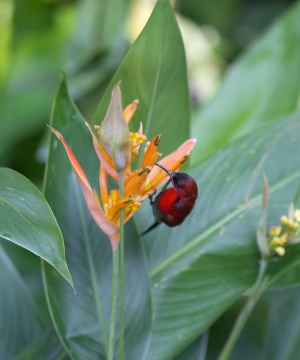 EOS10D,EF100mmMACRO-USM,1/400,F/2.8, ISO/400