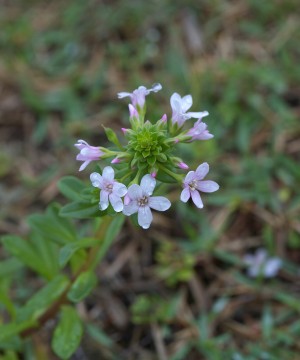 EOS5D,EF100mmMACRO-USM,1/100,F/8, ISO/800