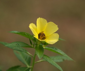 EOS10D,EF100mmMACRO-USM,1/160,F/2.8, ISO/100