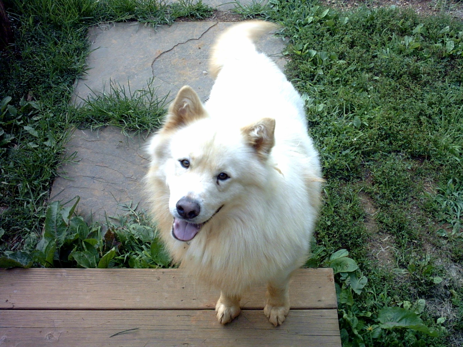 {short description of image}