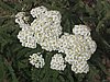 IMG_0574.jpg