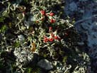 mountain lichen