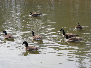 Canada geese