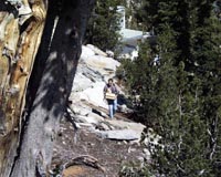 SteveWalk2-200.JPG (20602 bytes)