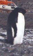 Adelie Penguin